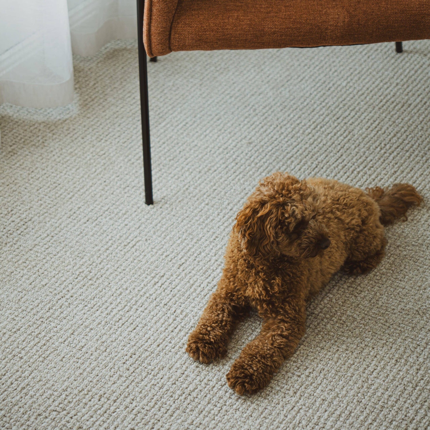 An apricot toy poodle lying stretched out on a cream loop-pile carpet, beside the slim black legs of a rust-orange upholstered armchair